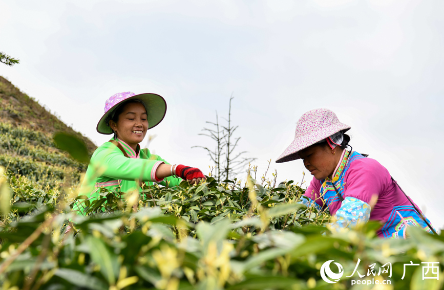 茶農(nóng)在采摘茶葉。