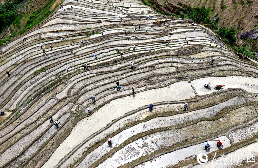 村民在梯田上開(kāi)展農(nóng)耕勞作。