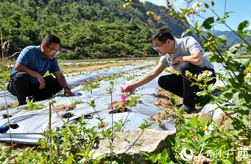 村民在查看廣郁金生長情況。