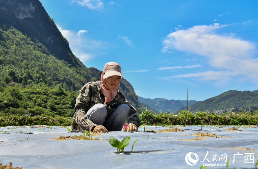 村民正在廣郁金基地里除草。