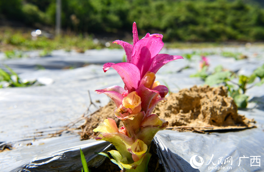 破土即開花的廣郁金。