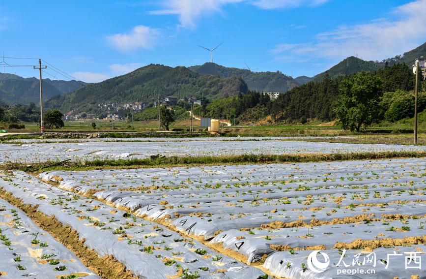 廣郁金種植基地。