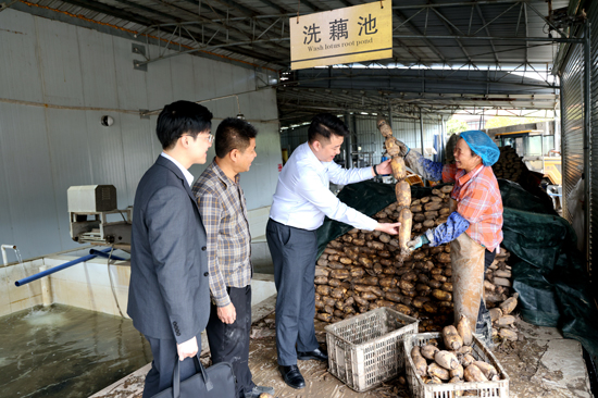 貴港江北支行工作人員實地調(diào)研走訪覃塘區(qū)的蓮藕種植基地和加工廠