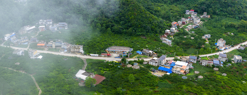 歌頂牛心李基地。黃福寧攝