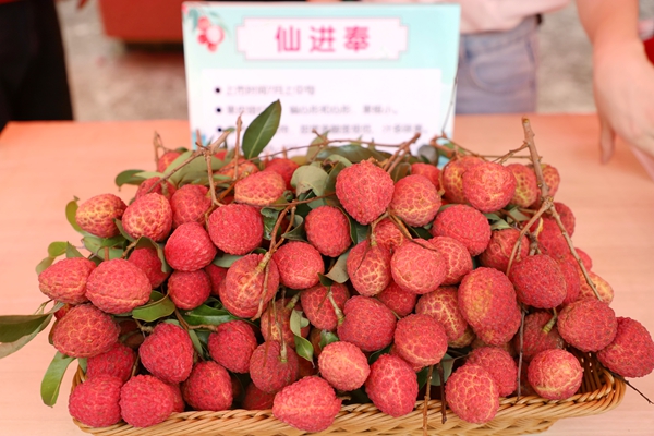 港南優(yōu)質(zhì)荔枝品種集中亮相。黃穎攝