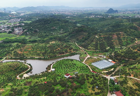 北流市金友農(nóng)林投資有限公司荔枝園。桂林銀行供圖