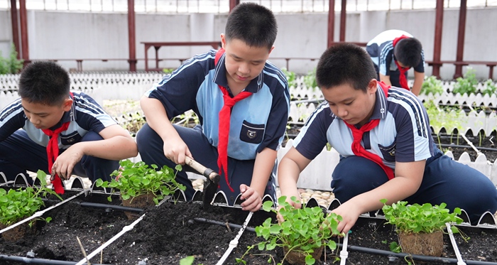 學(xué)生種植雷公根